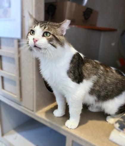 Ottawa, Adoptable, Adult Male Domestic Short Hair & Domestic Short Hair.