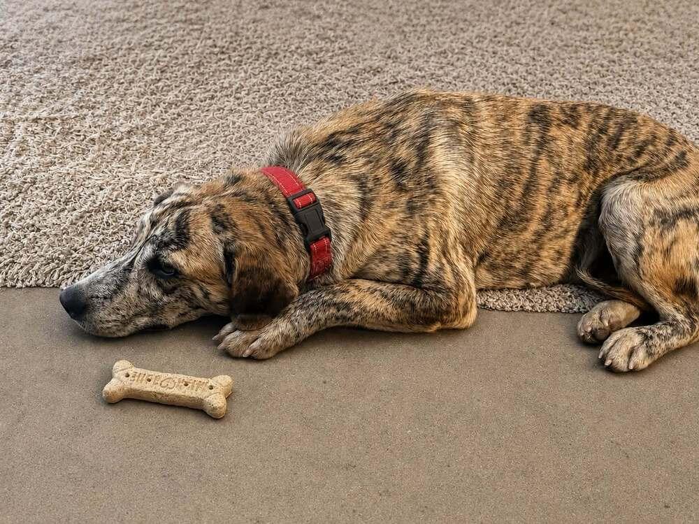 Aella Shay, Adopted, Adult Female Mixed Breed.