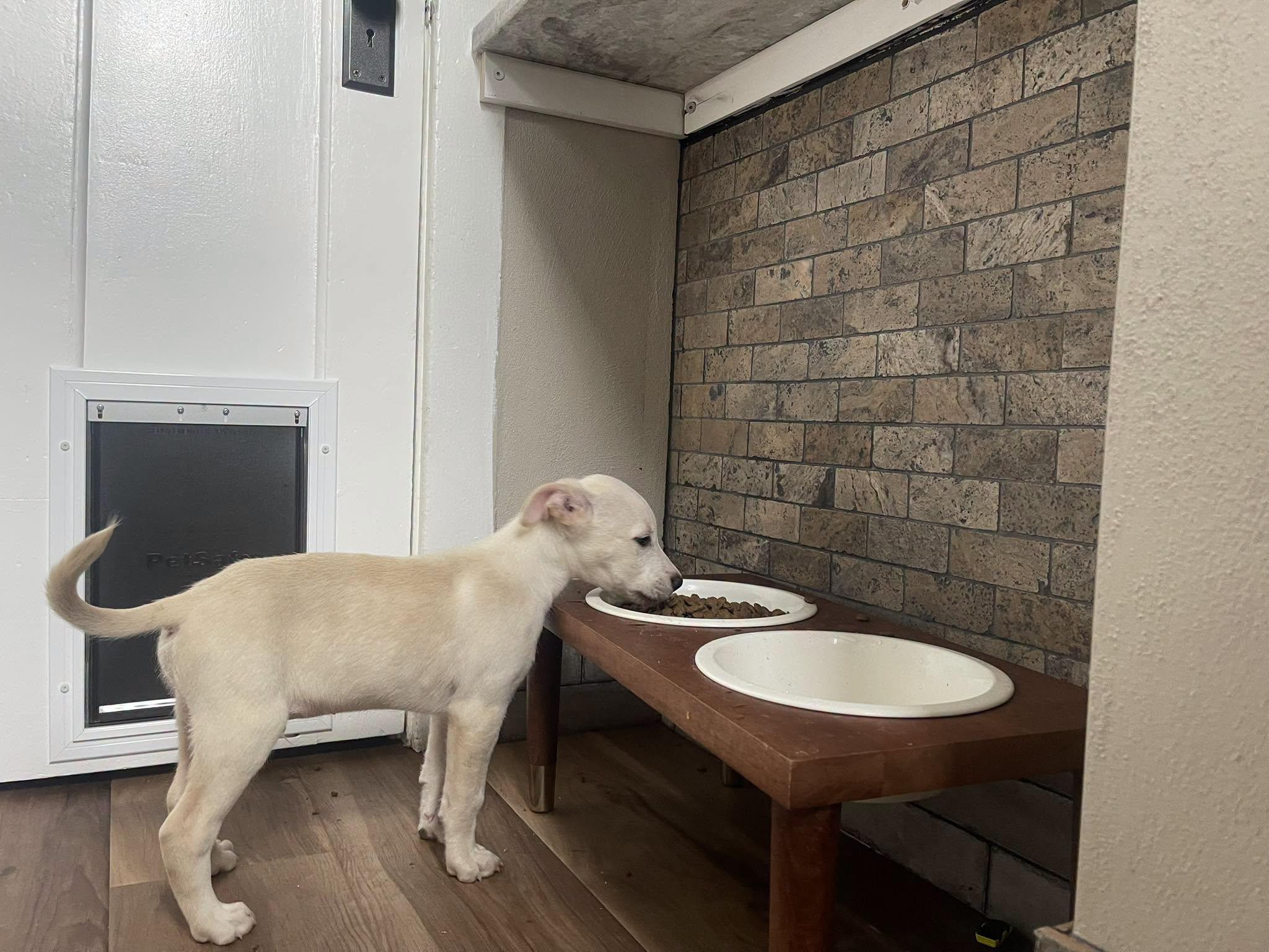 Enlarge Milo, a ADOPTABLE mixed breed in Clinton, WI image 6/6