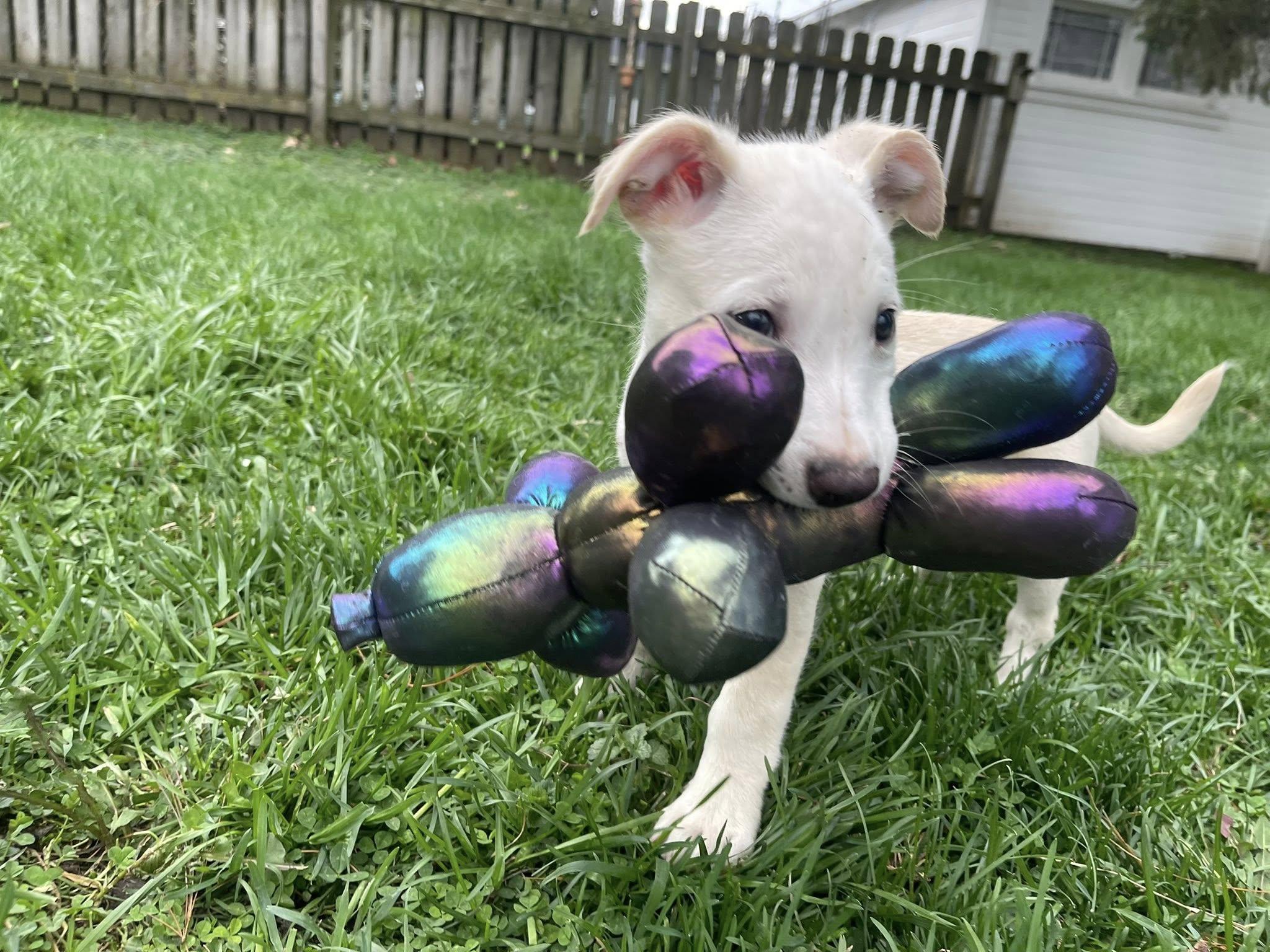 Enlarge Milo, a ADOPTABLE mixed breed in Clinton, WI image 5/6