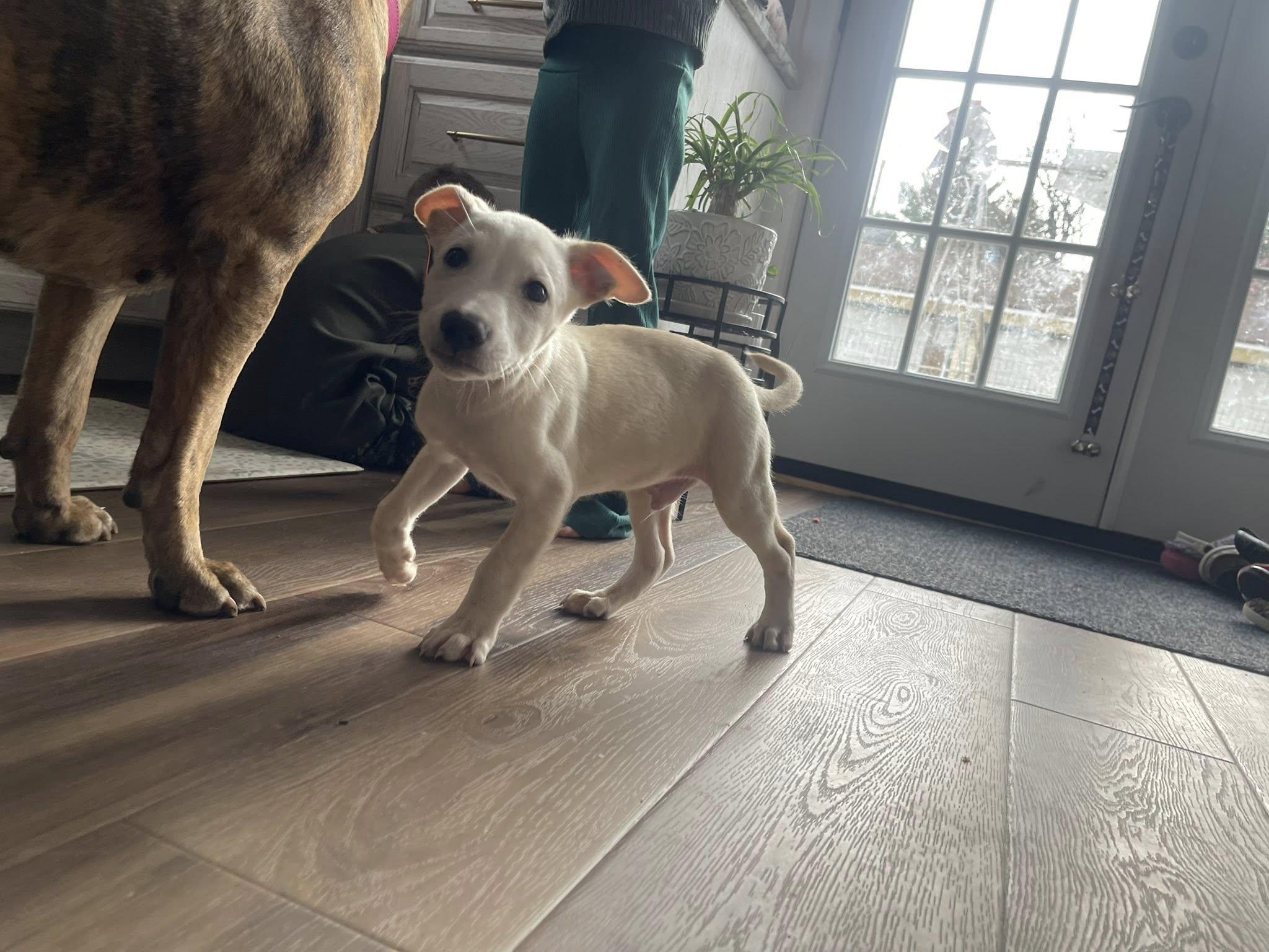 Enlarge Milo, a ADOPTABLE mixed breed in Clinton, WI image 2/6