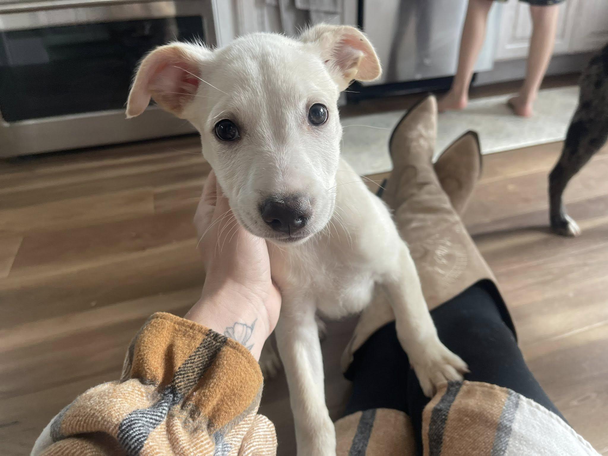 Milo, ADOPTABLE, Puppy Male Australian Shepherd & Mixed Breed.