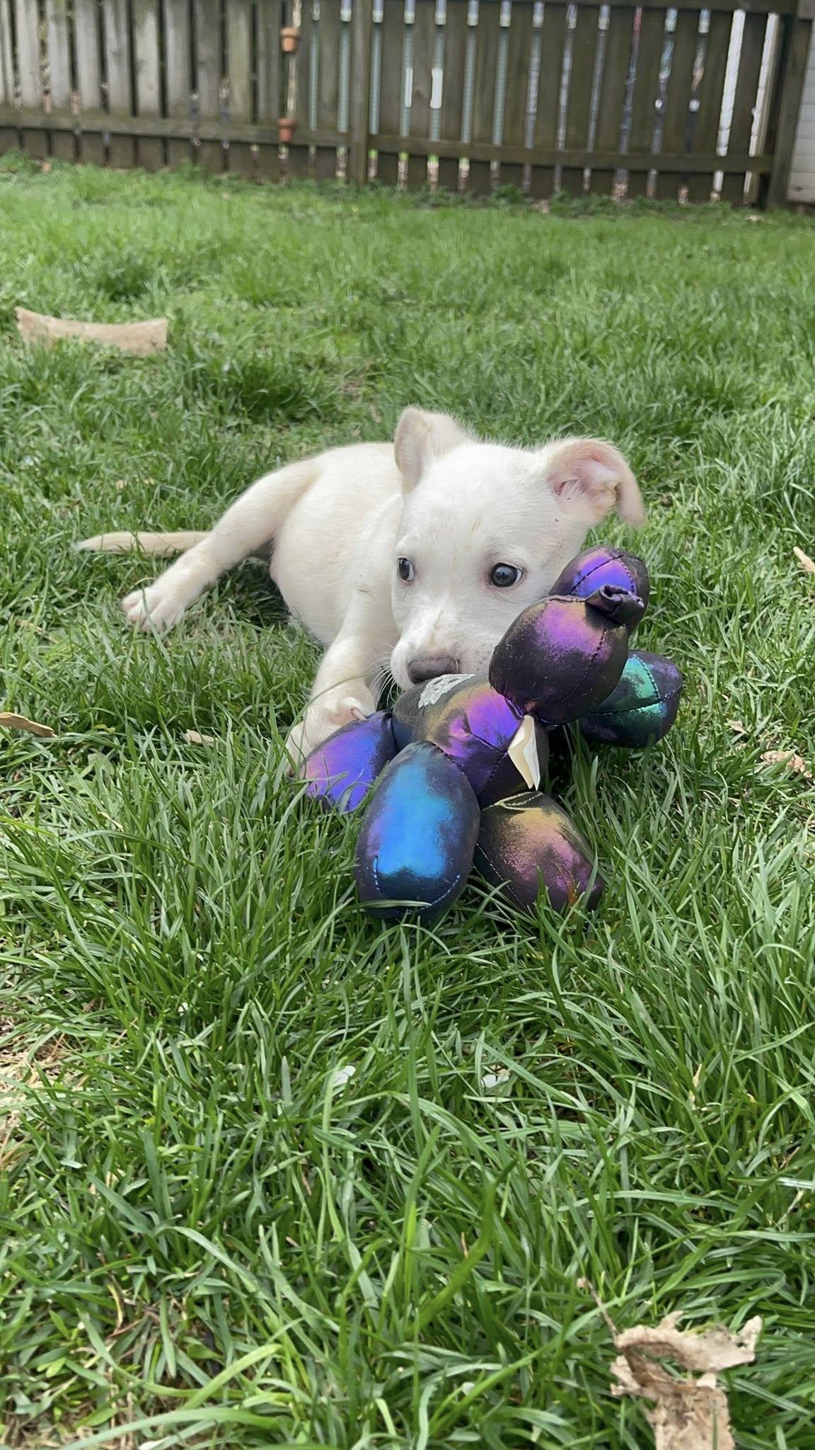 Enlarge Milo, a ADOPTABLE mixed breed in Clinton, WI image 4/6