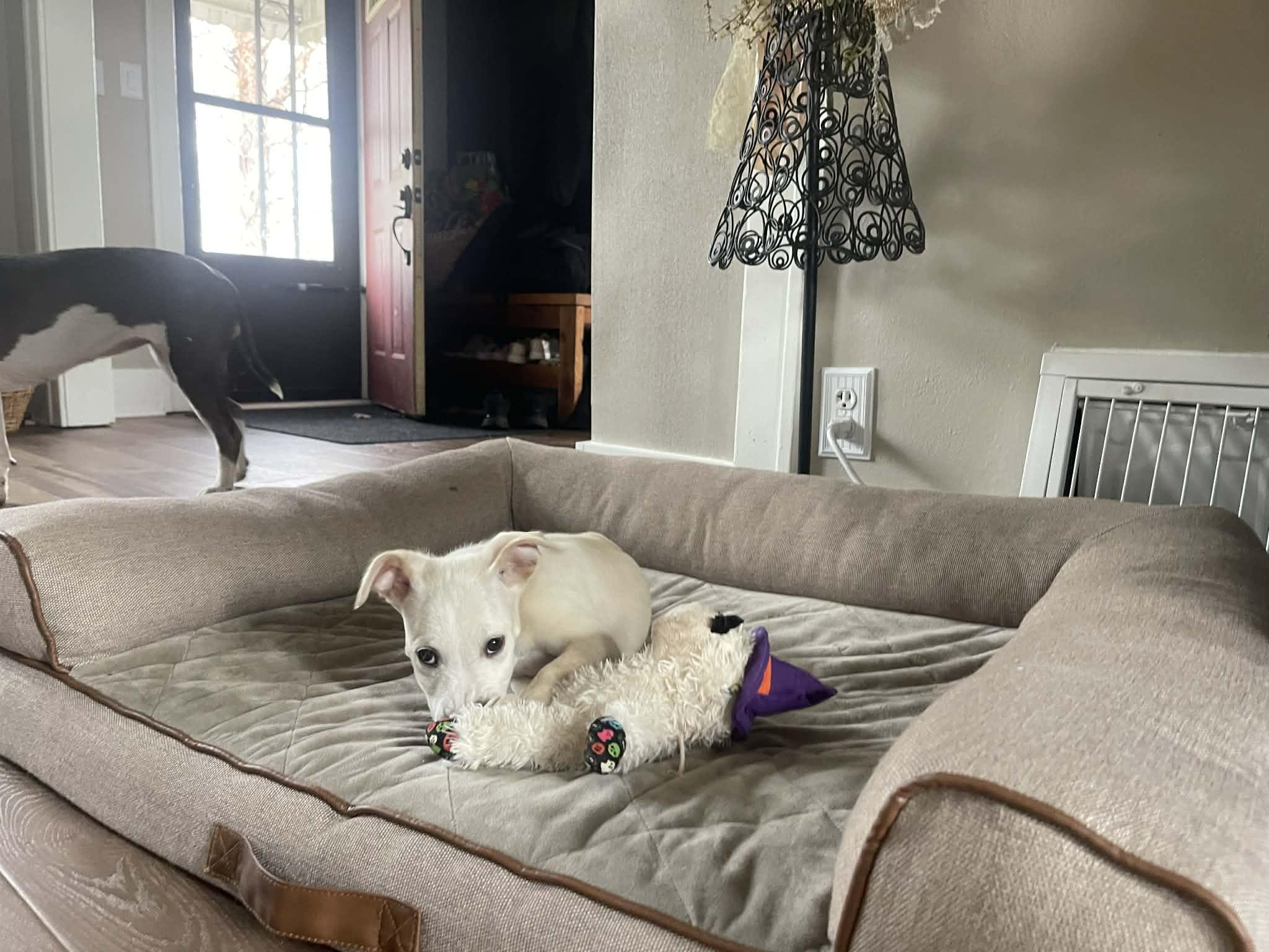 Enlarge Milo, a ADOPTABLE mixed breed in Clinton, WI image 3/6