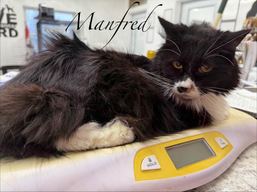 Manfred — thumbnail 2