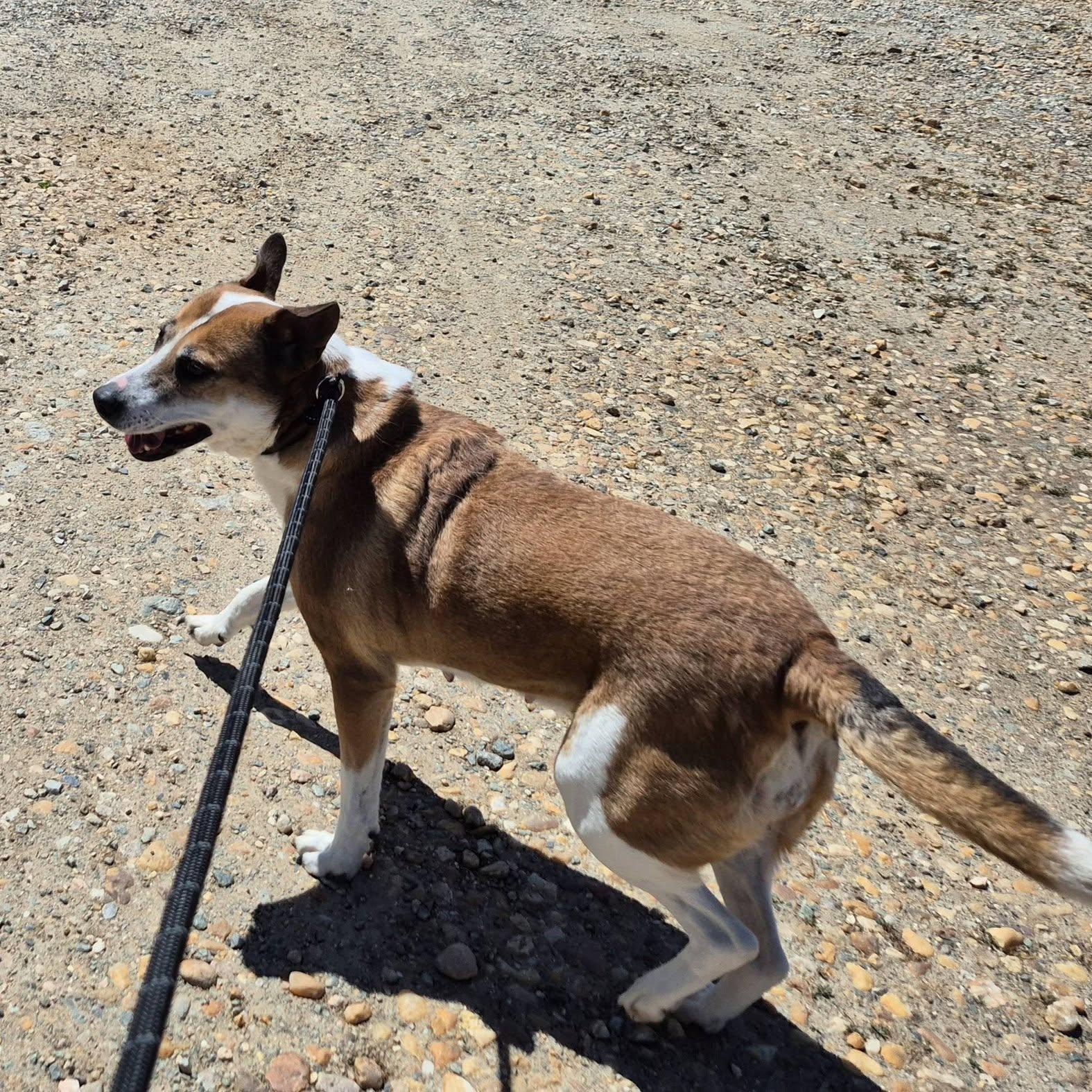Enlarge Cassie, a ADOPTABLE mixed breed in Cumberland , VA image 1/2