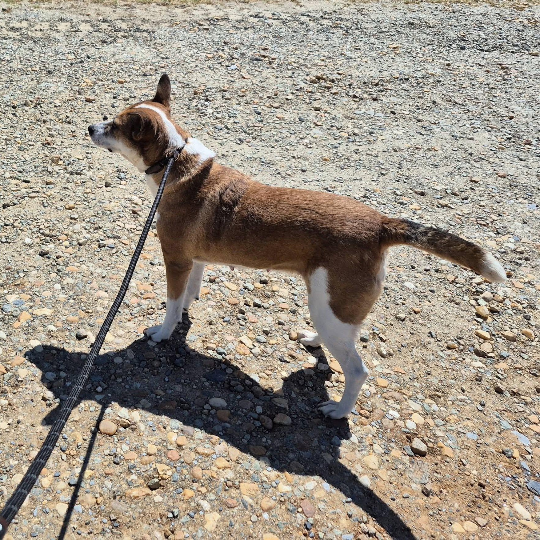 Enlarge Cassie, a ADOPTABLE mixed breed in Cumberland , VA image 2/2
