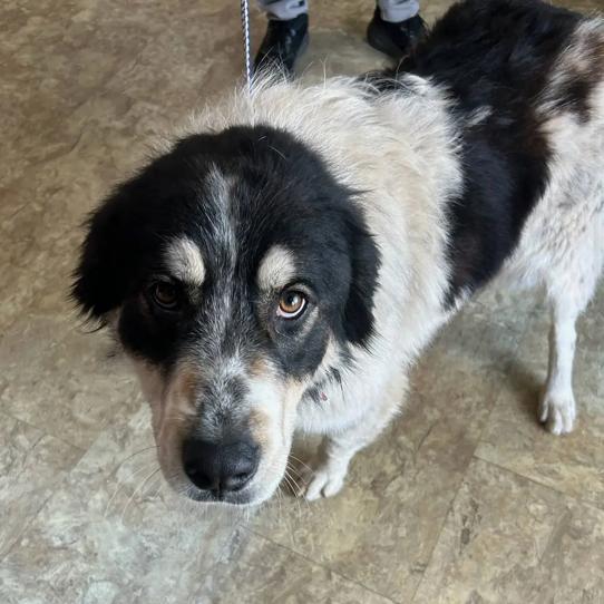 Cupid, adopted, Young Male Great Pyrenees.