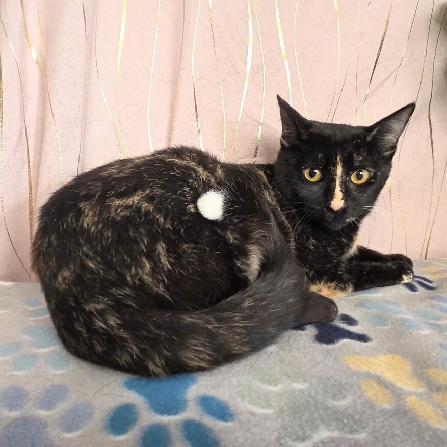 Spice *BONDED* — thumbnail 2