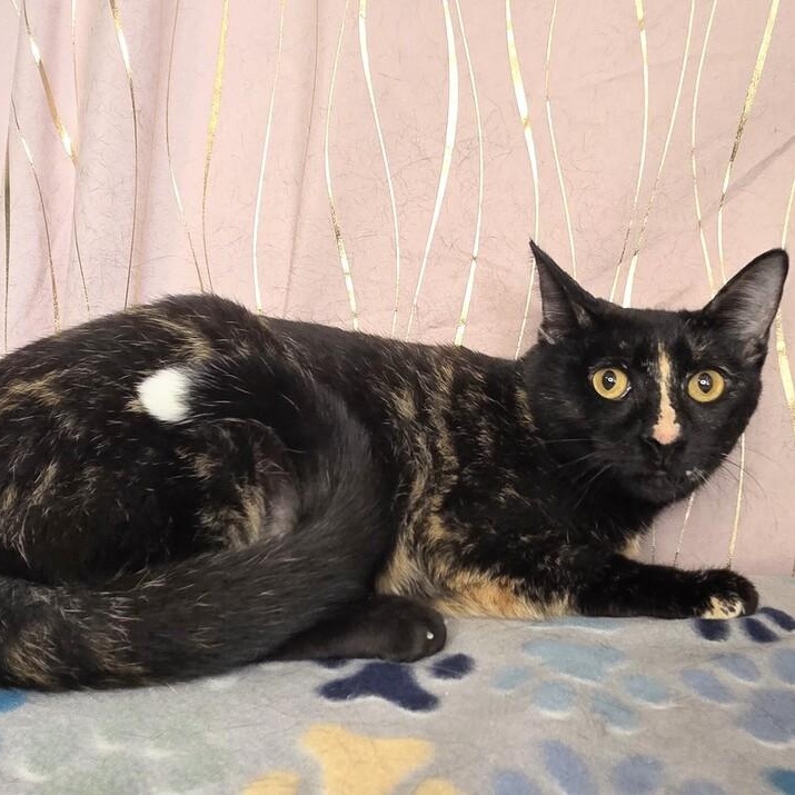 Spice *BONDED* — thumbnail 3