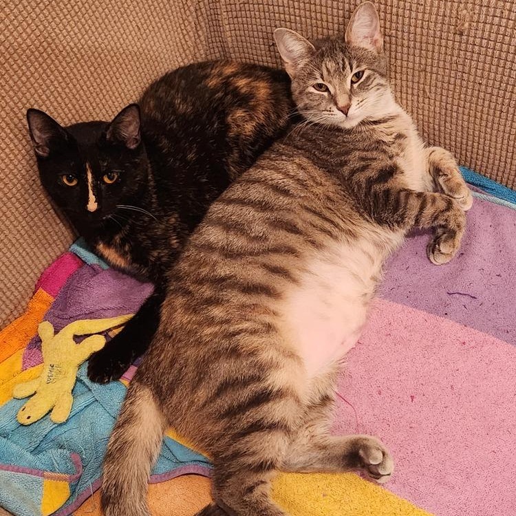 Spice *BONDED* — thumbnail 5