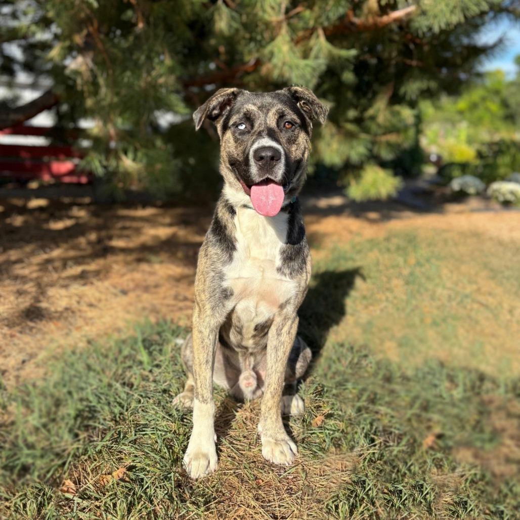 Chicken Biscuit--In Foster photo