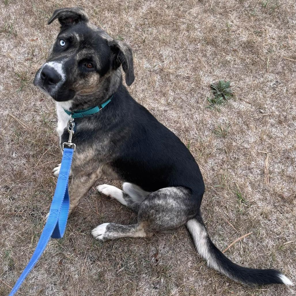 Enlarge Chicken Biscuit--In Foster, a Adoptable mixed breed in Fargo, ND image 2/2