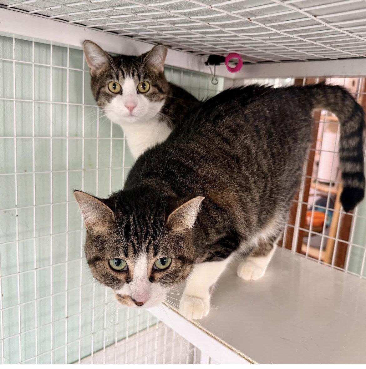 Enlarge Blossom & Breezy, a Adoptable Tabby in Chicago, IL image 1/1