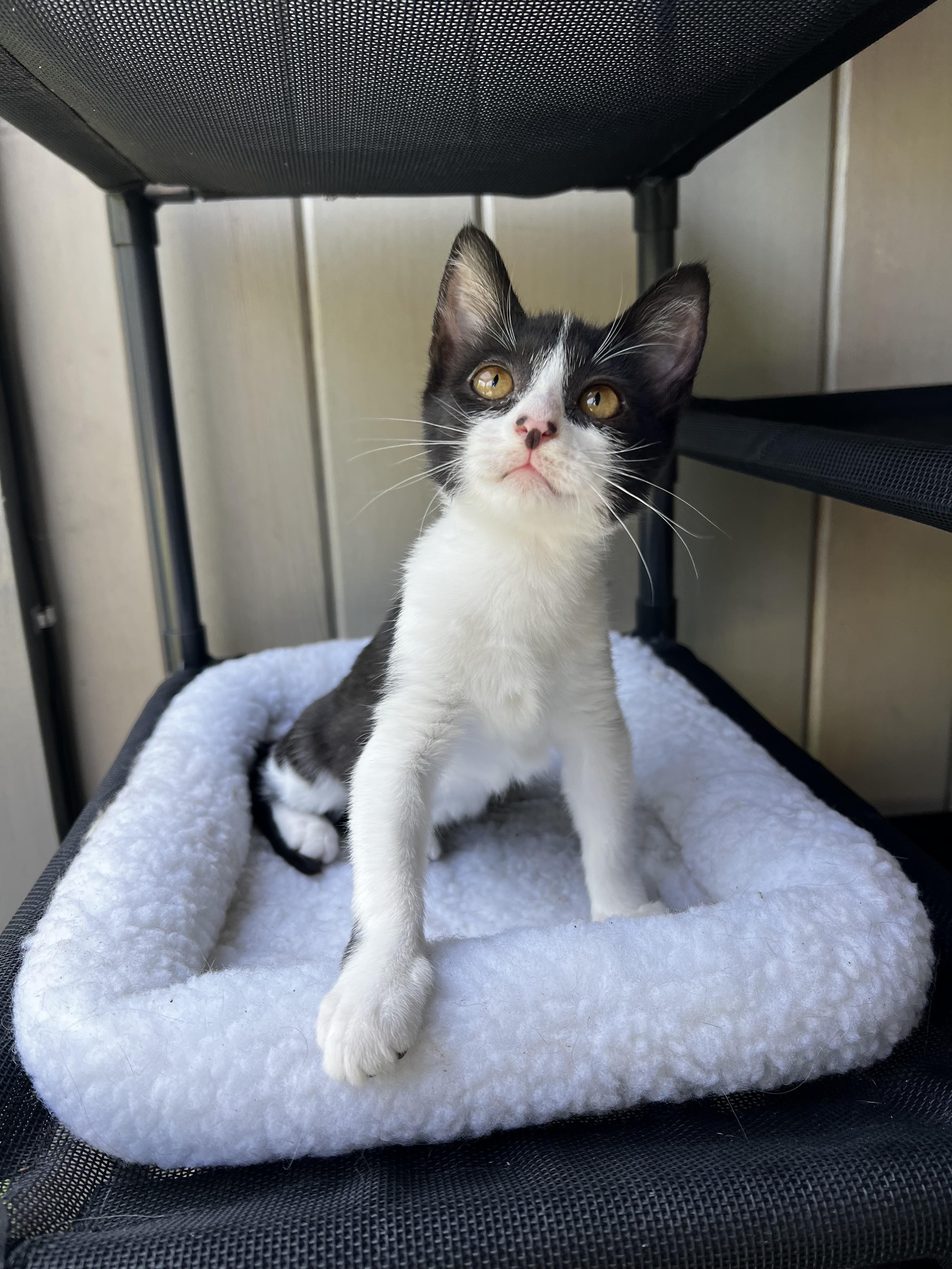 Mini, ADOPTABLE, Kitten Female Domestic Medium Hair.