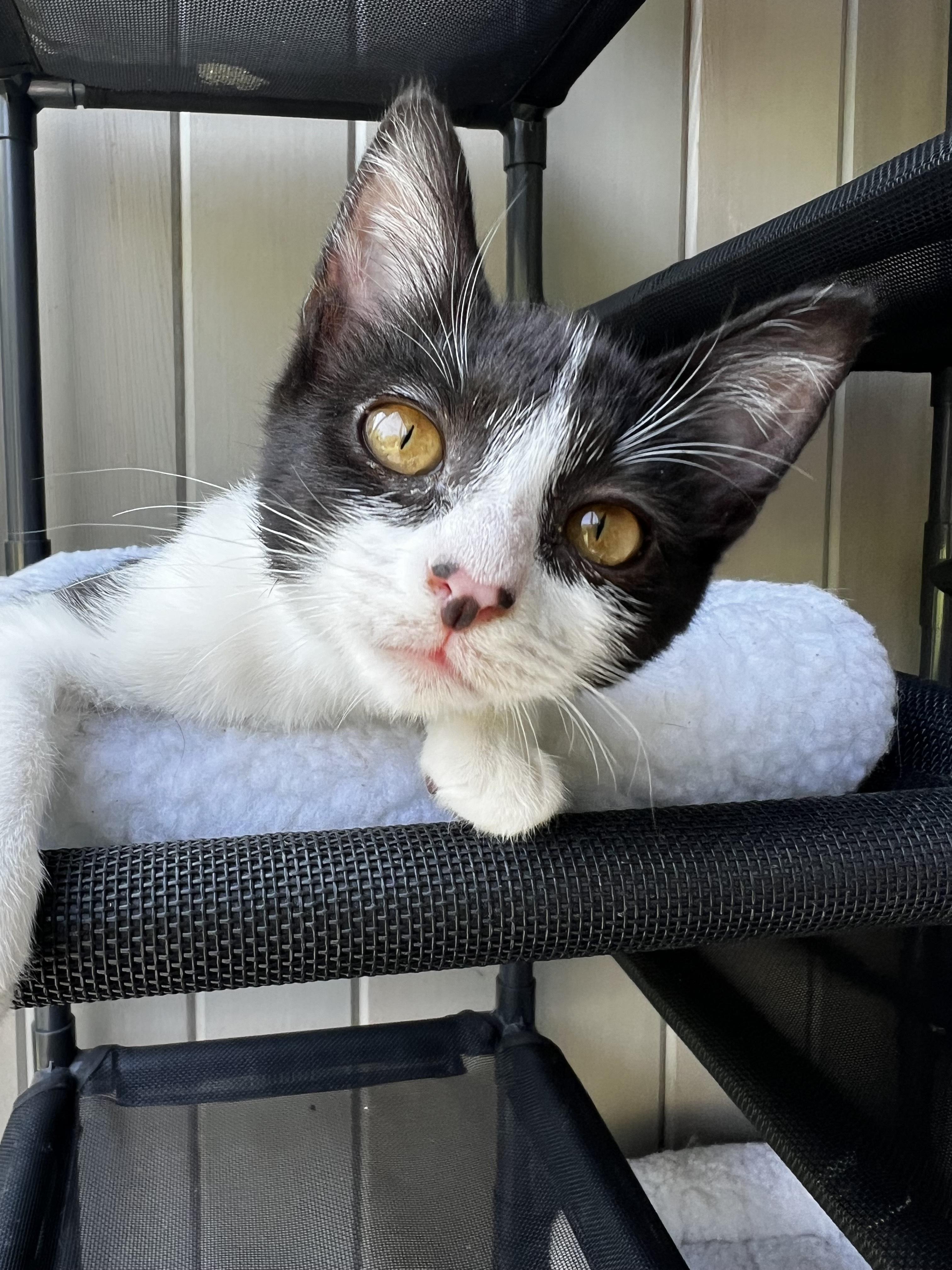 Mini, a ADOPTABLE Domestic Medium Hair in Santa Monica, CA image 3/5