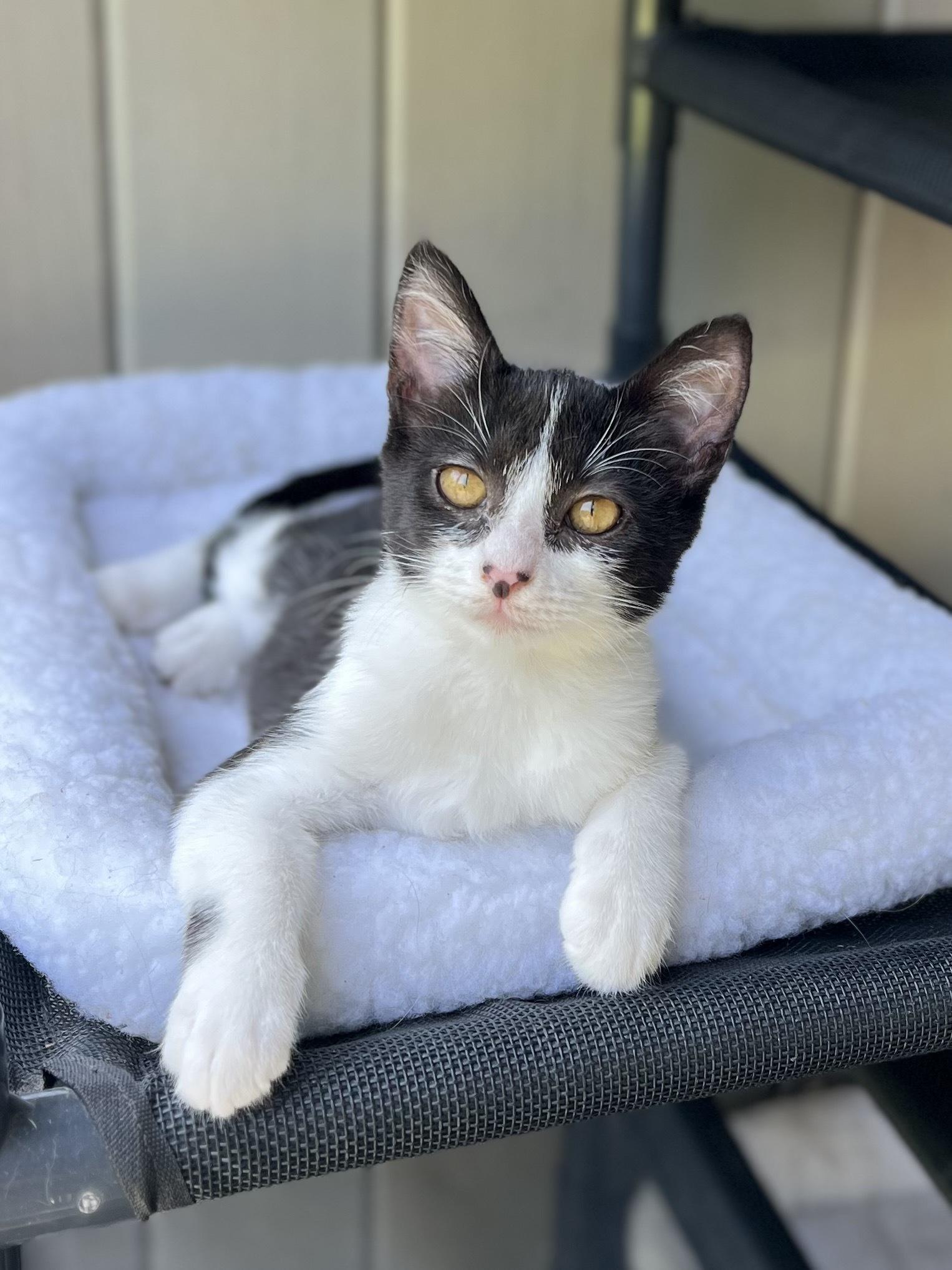 Mini, a ADOPTABLE Domestic Medium Hair in Santa Monica, CA image 2/5