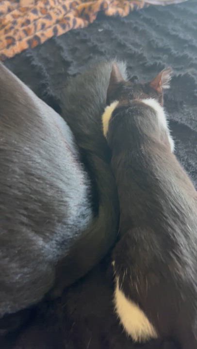 Enlarge Mini, a ADOPTABLE Domestic Medium Hair in Santa Monica, CA video 4/5