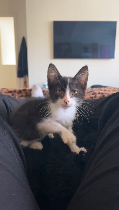 Enlarge Mini, a ADOPTABLE Domestic Medium Hair in Santa Monica, CA video 5/5