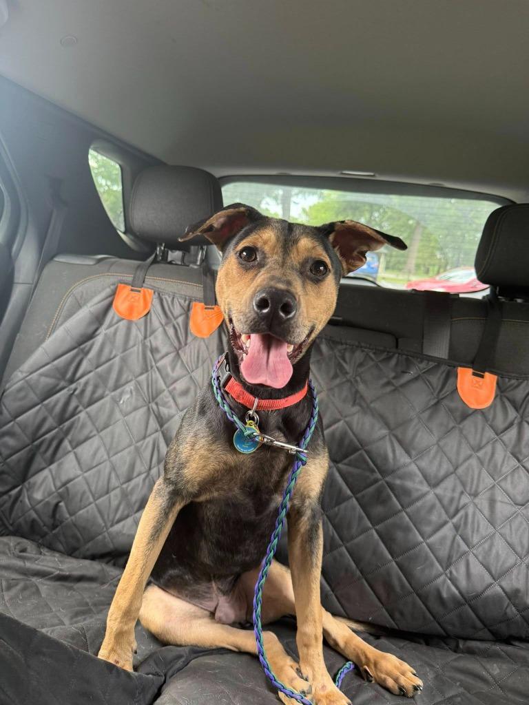 LB 4/HINKLES/GUNNER, Adoptable, Puppy Male Mixed Breed.