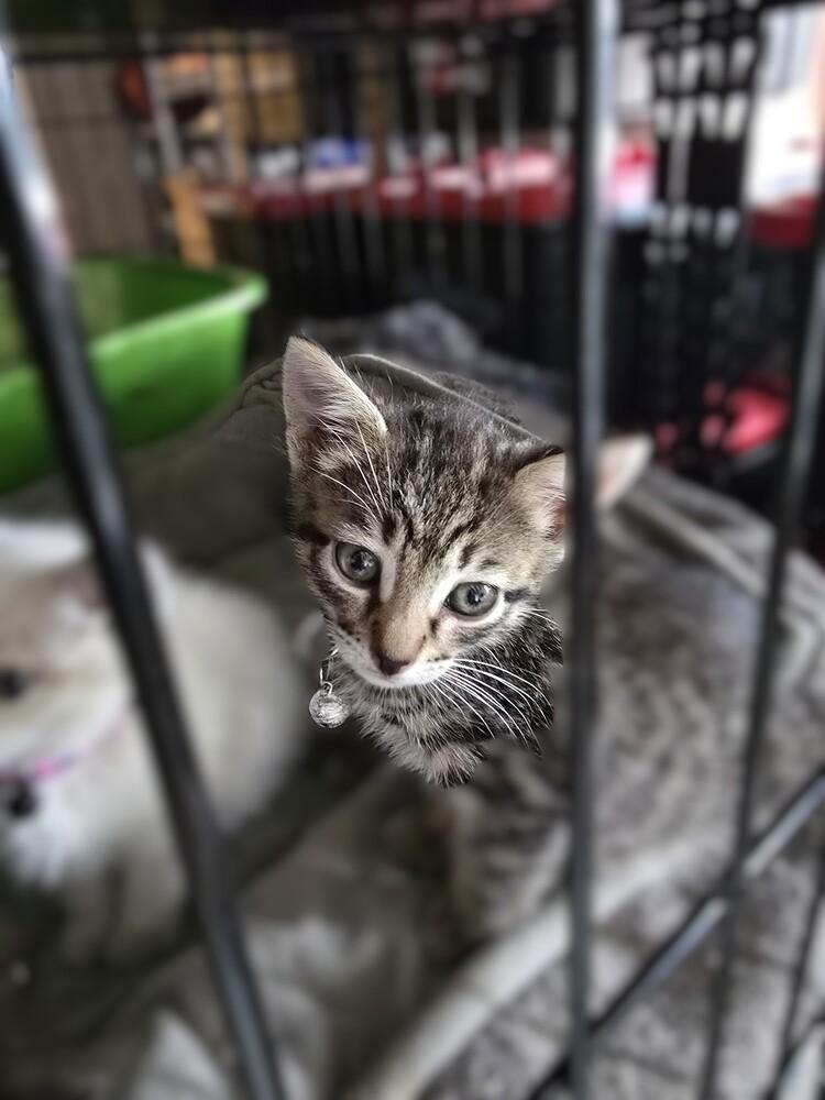 Taboo, Adoptable, Kitten Male Domestic Short Hair.