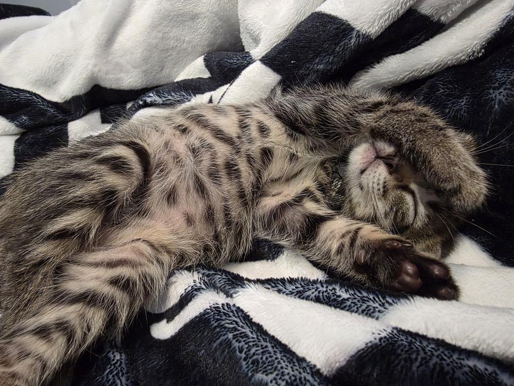 Taboo, a Adoptable Domestic Short Hair in Pacifica, CA image 4/6