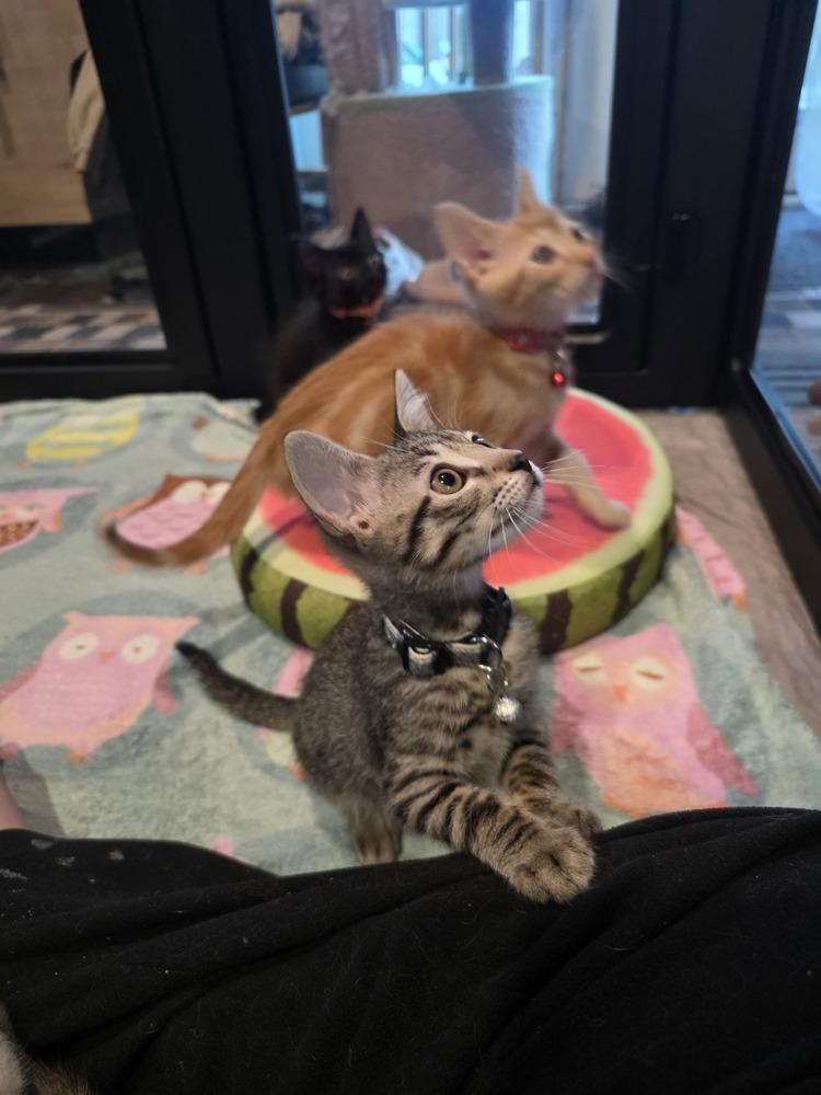 Taboo, a Adoptable Domestic Short Hair in Pacifica, CA image 5/6