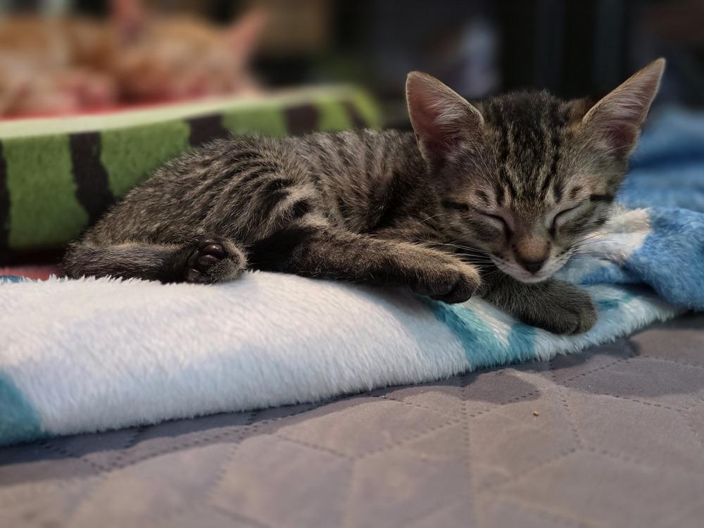 Taboo, a Adoptable Domestic Short Hair in Pacifica, CA image 6/6
