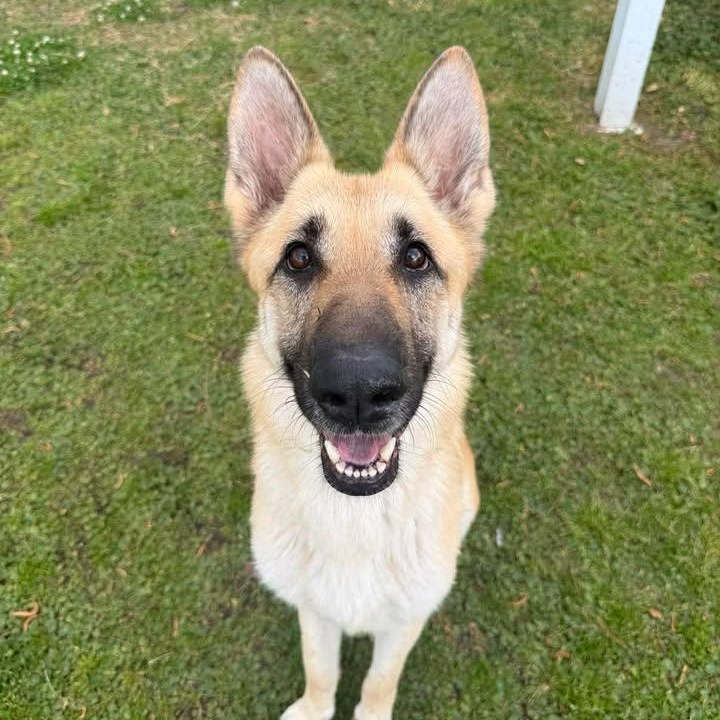 Enlarge Zena, a ADOPTABLE German Shepherd Dog in Wilmington, NC image 2/3