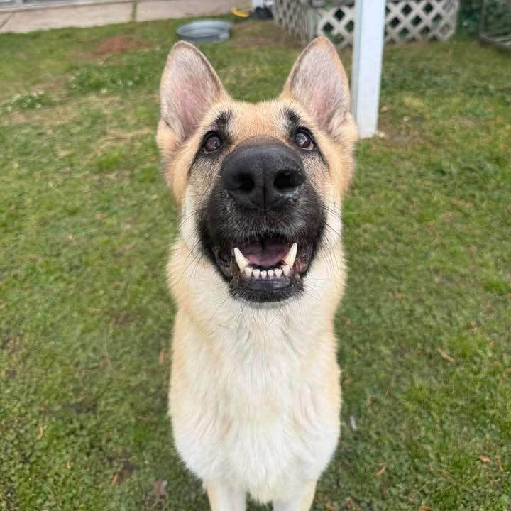 Enlarge Zena, a ADOPTABLE German Shepherd Dog in Wilmington, NC image 1/3