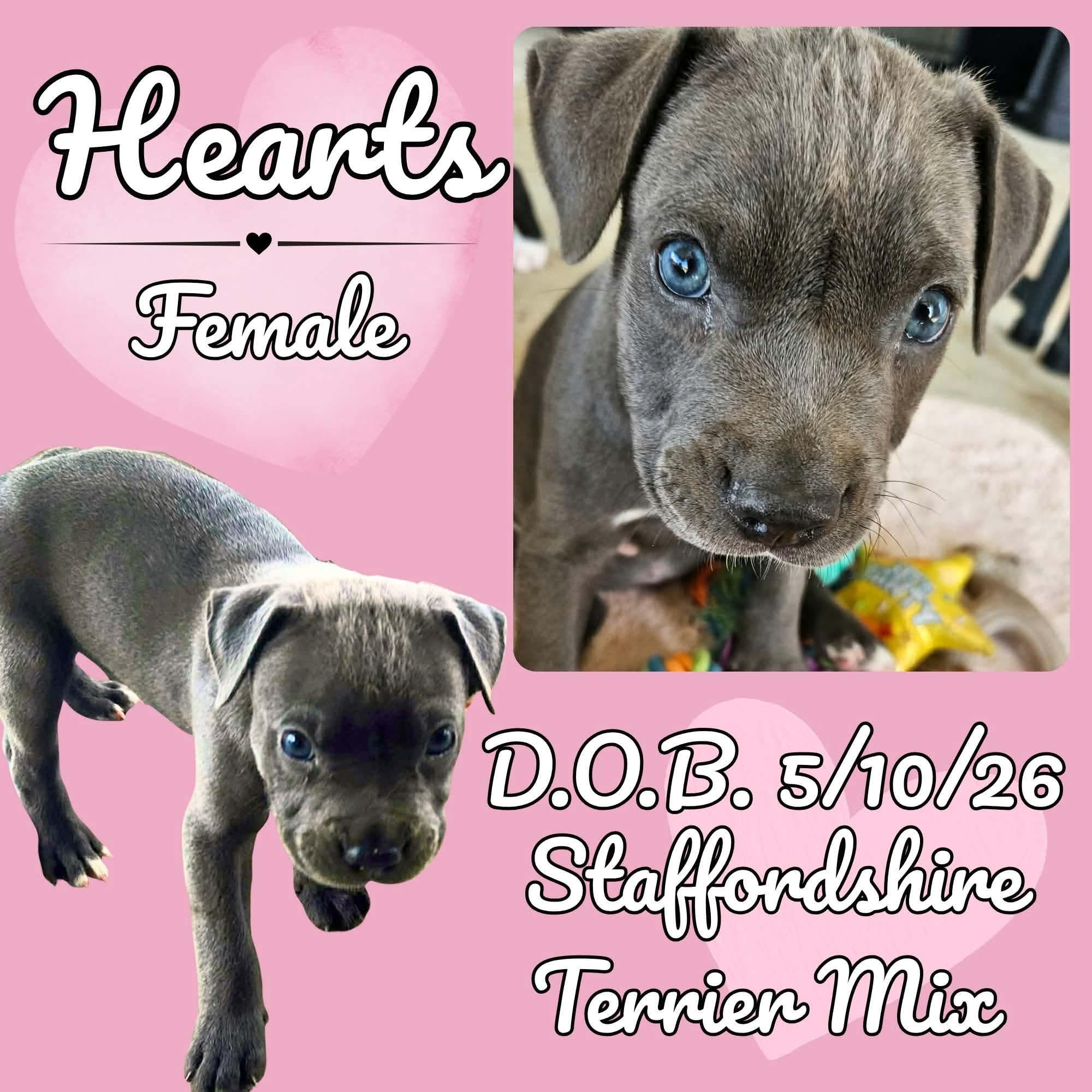 Hearts, adopted, Puppy Female American Staffordshire Terrier.