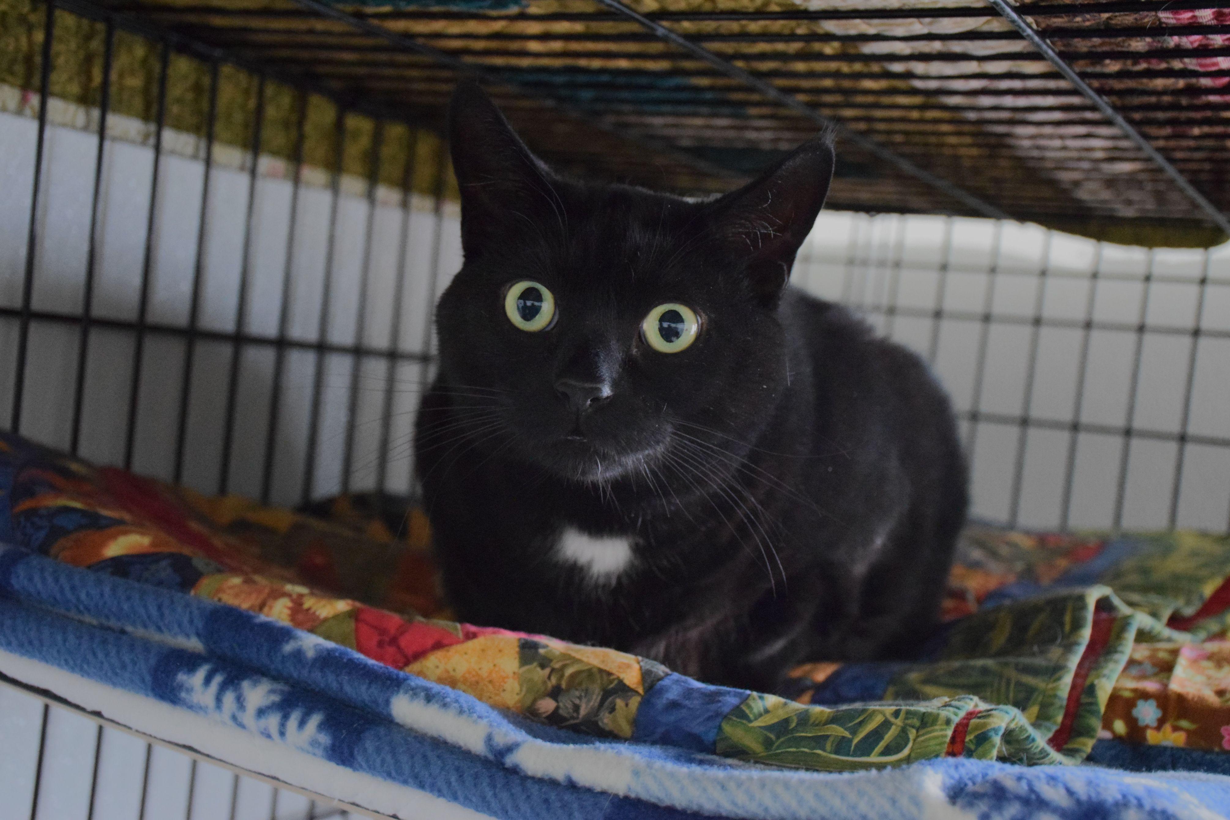 Luis, ADOPTABLE, Adult Male Domestic Short Hair.