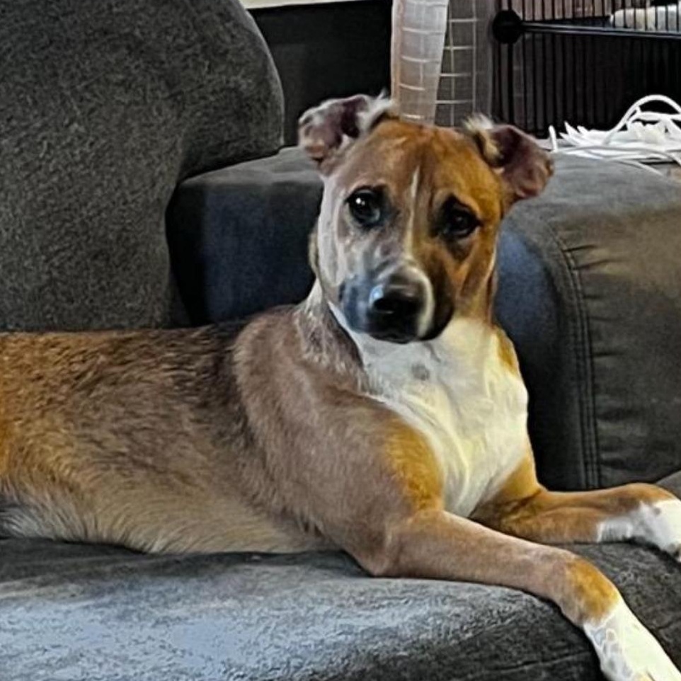 Kettle , ADOPTABLE, Young Female Mixed Breed.