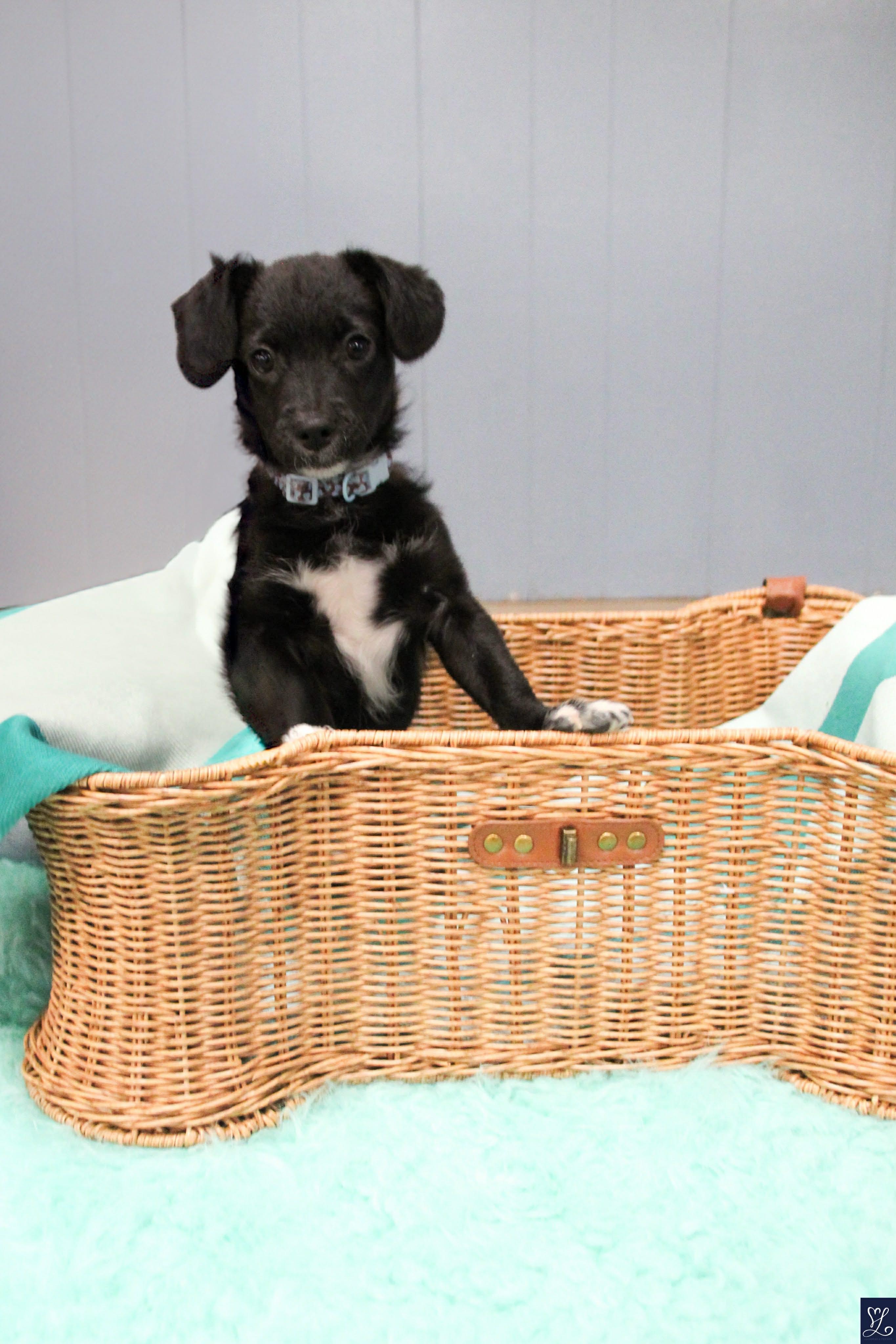 Enlarge MACADAMIA (MAC), an adopted mixed breed in Rochester, NY image 3/6
