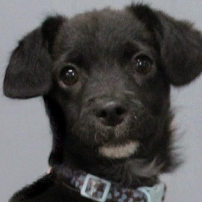MACADAMIA (MAC), adopted, Puppy Male Terrier & Chihuahua.