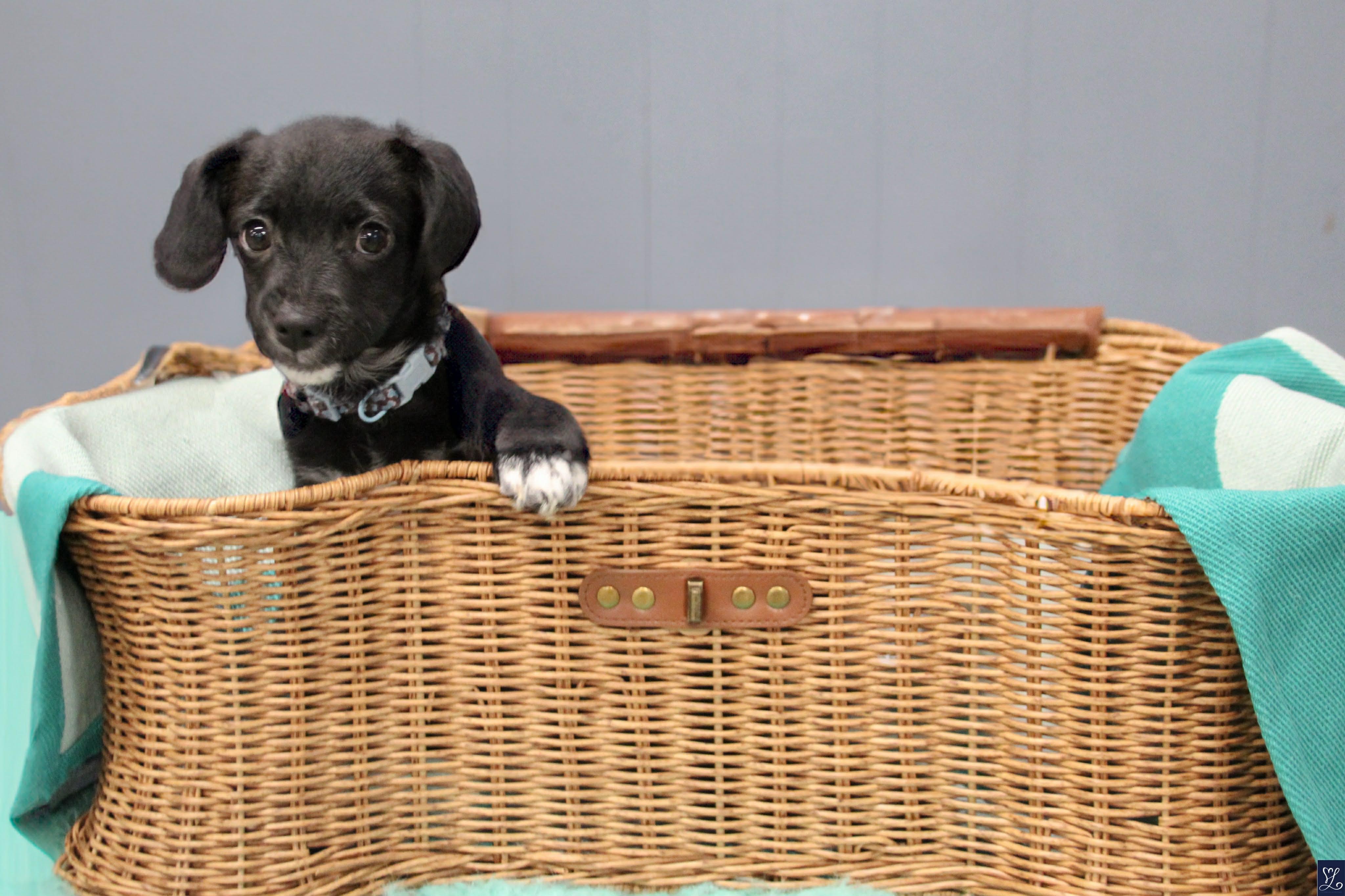 Enlarge MACADAMIA (MAC), an adopted mixed breed in Rochester, NY image 6/6