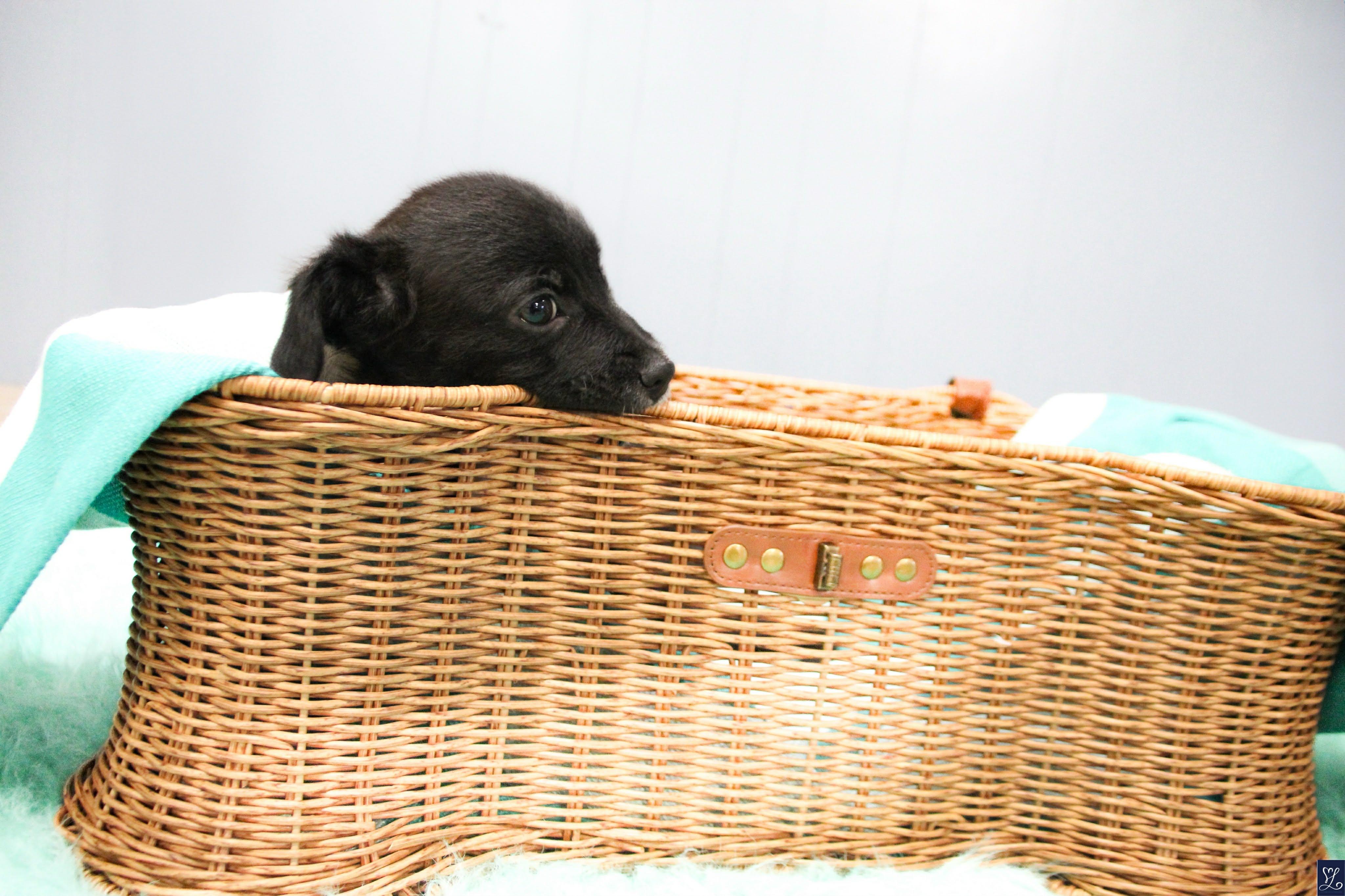 Enlarge MACADAMIA (MAC), an adopted mixed breed in Rochester, NY image 4/6