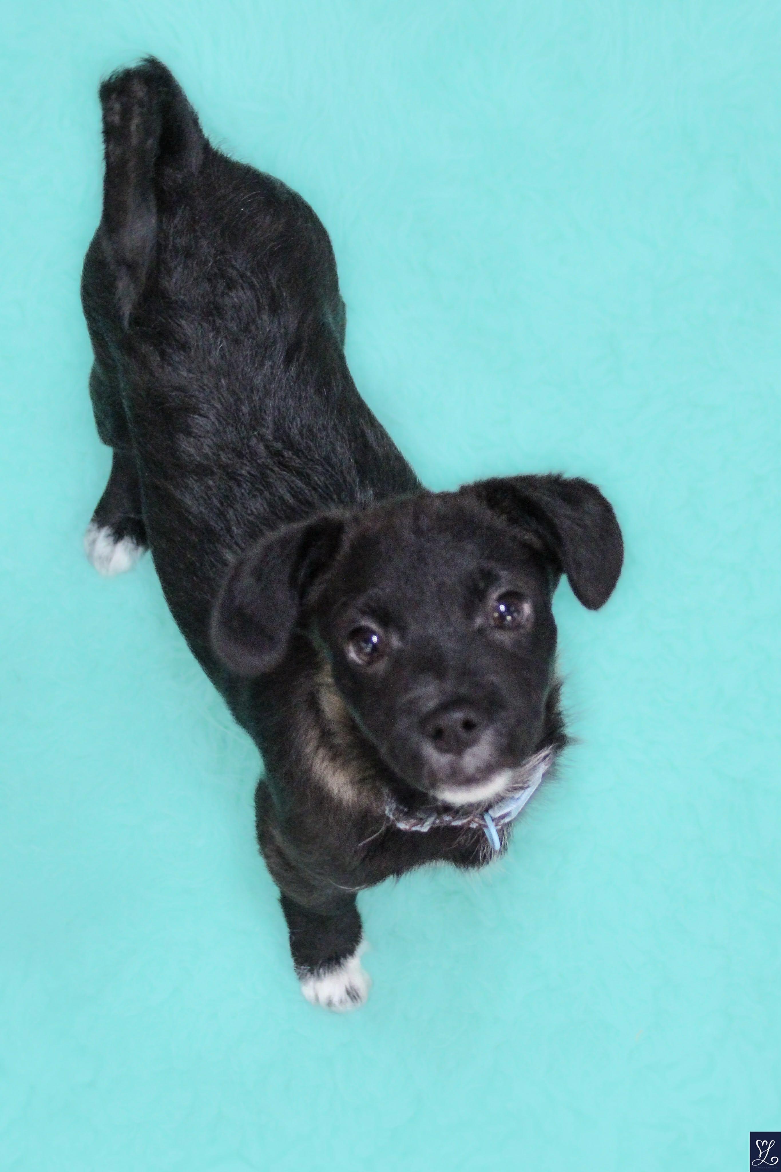Enlarge MACADAMIA (MAC), an adopted mixed breed in Rochester, NY image 5/6