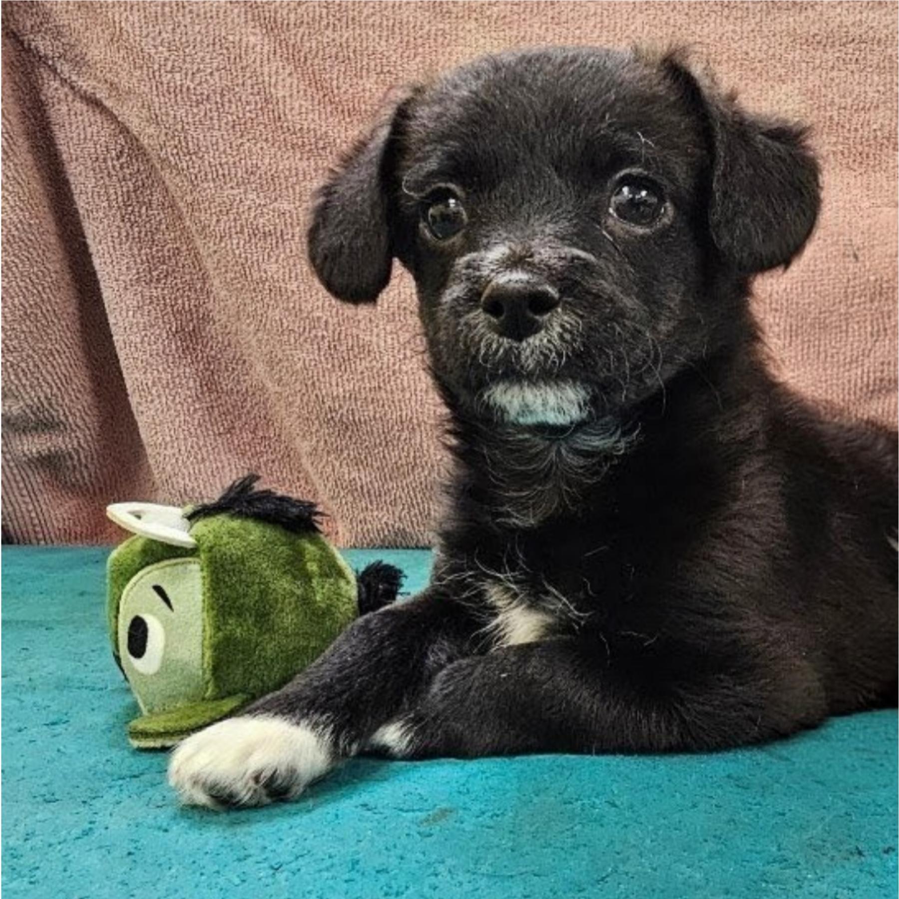 Enlarge MACADAMIA (MAC), an adopted mixed breed in Rochester, NY image 2/6