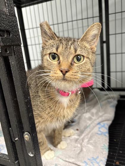 Enlarge Valarie, a Adoptable Domestic Short Hair in Vincennes, IN image 1/1