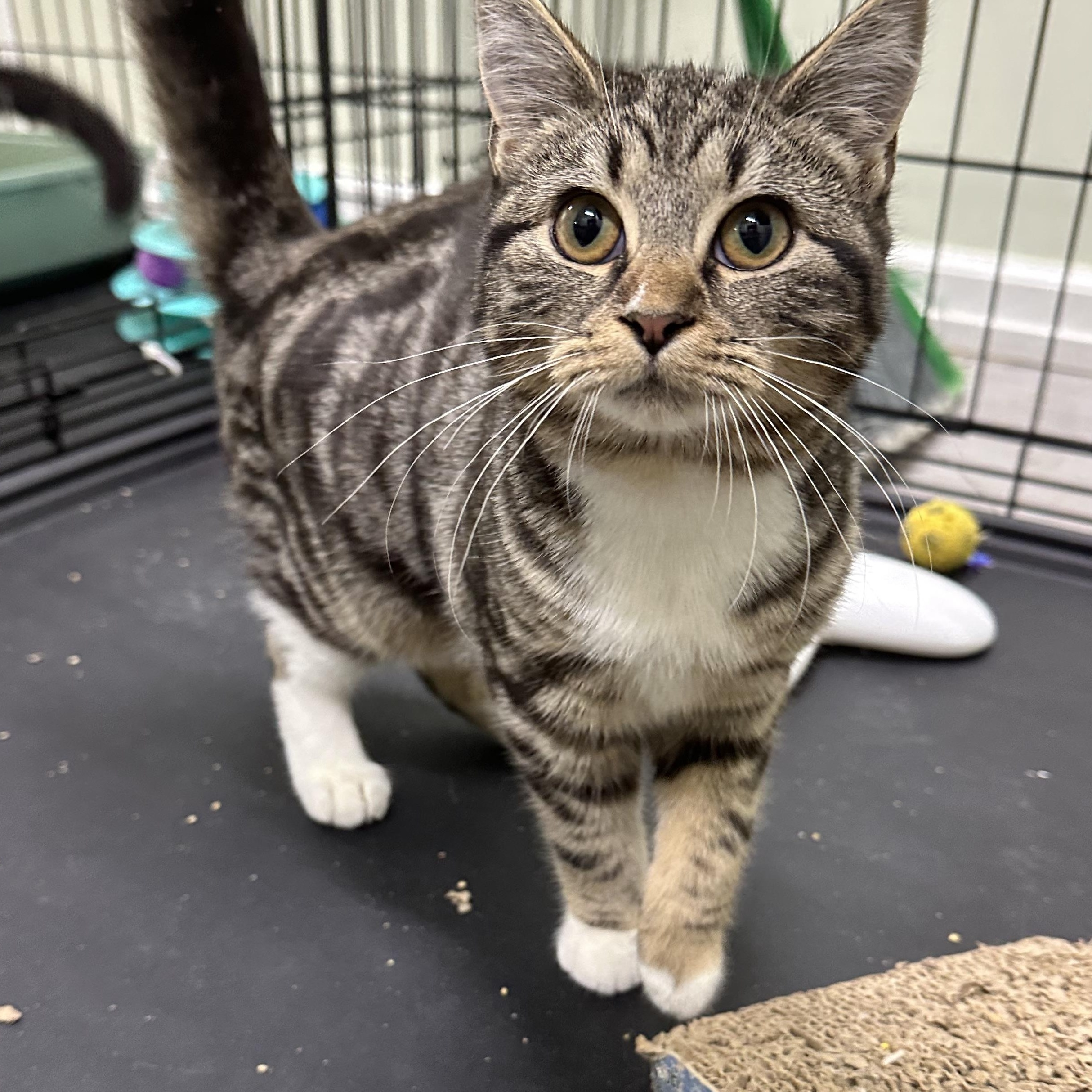 Gretal, ADOPTABLE, Kitten Female Tabby.