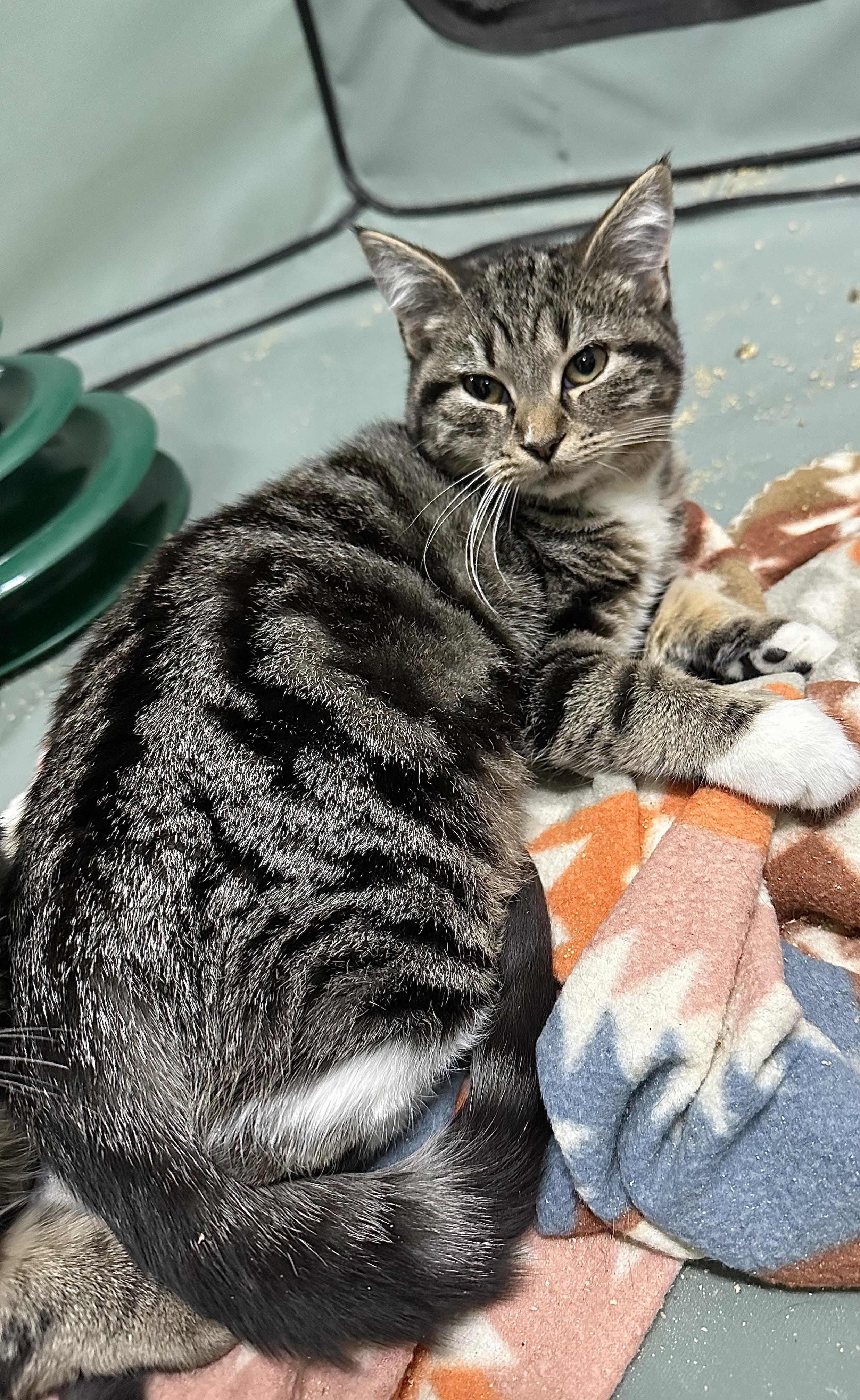 Gretal, a ADOPTABLE Tabby in Pleasantville, NJ image 3/4