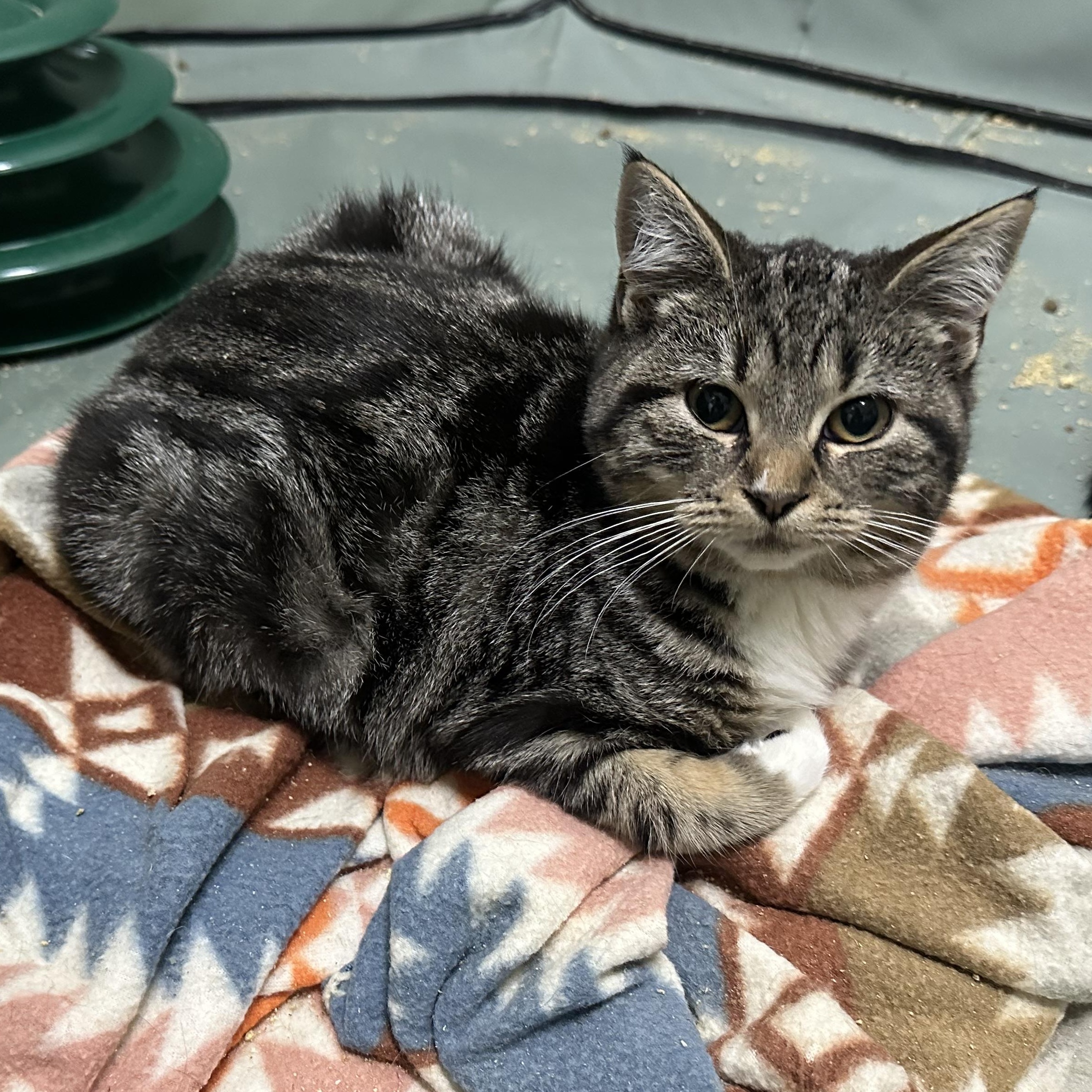 Gretal, a ADOPTABLE Tabby in Pleasantville, NJ image 2/4