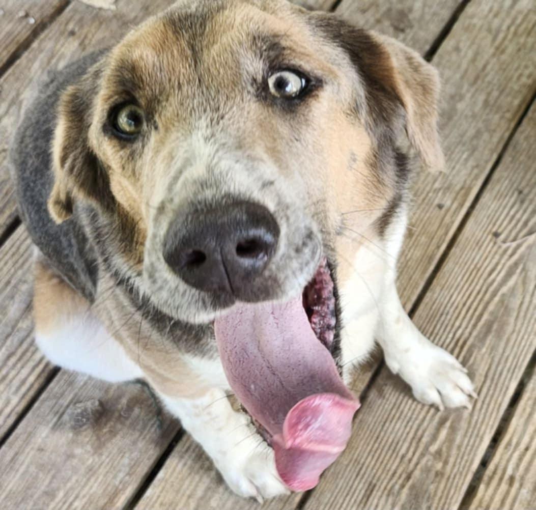 Enlarge Leelow (Courtesy Post), a Adoptable Mixed Breed in Talbott, TN image 1/1