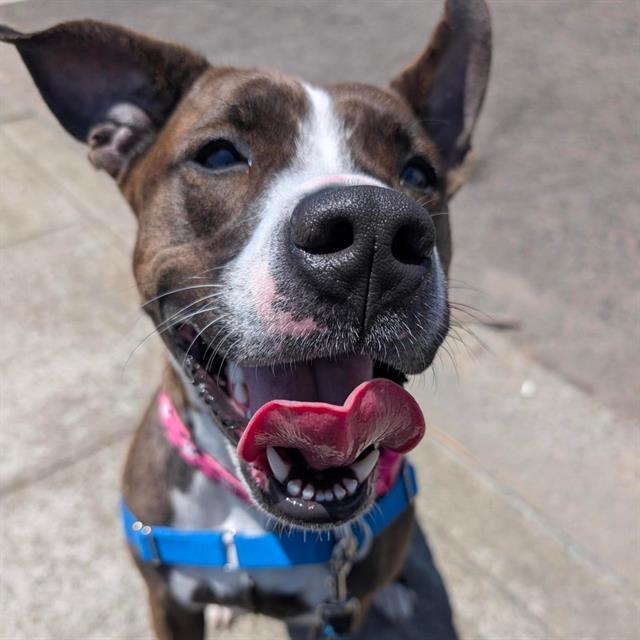 ALICE, Adoptable, Adult Female Pit Bull Terrier & Mixed Breed.