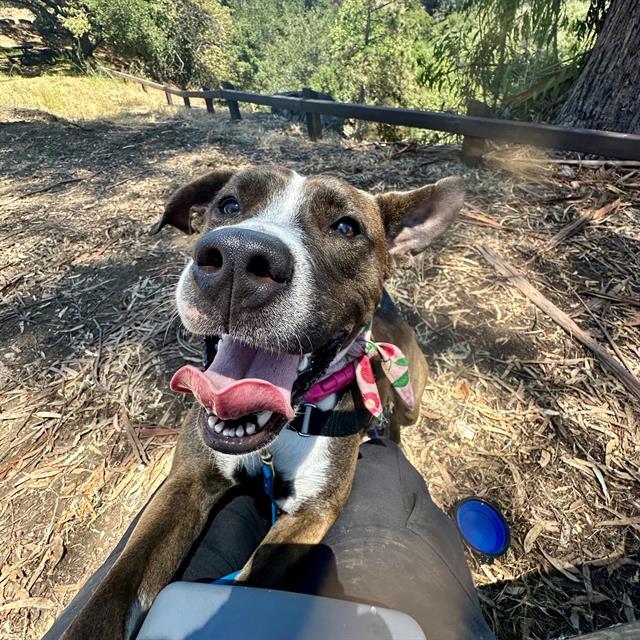 Enlarge ALICE, a Adoptable mixed breed in Alameda, CA image 1/1
