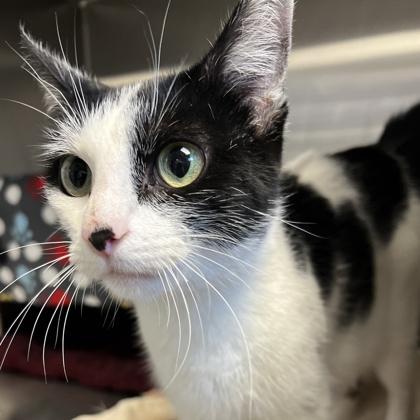 Undyne, a ADOPTABLE Domestic Short Hair in Lansing, MI image 3/3