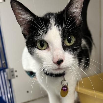 Undyne, ADOPTABLE, Adult Female Domestic Short Hair.