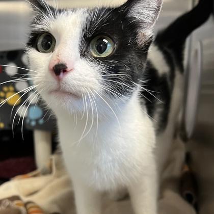 Undyne, a ADOPTABLE Domestic Short Hair in Lansing, MI image 2/3