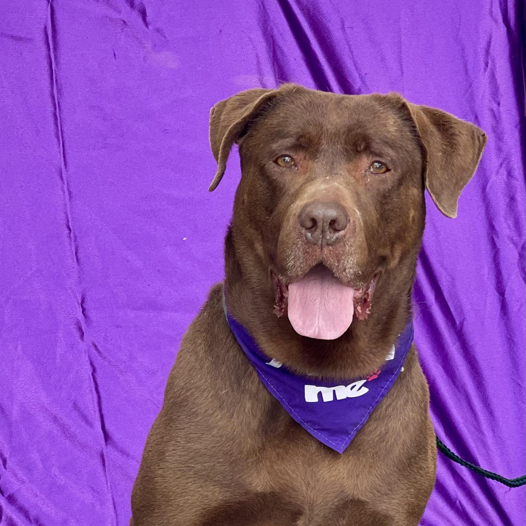 MISSY, an adopted mixed breed in Rowland Heights, CA image 1/3